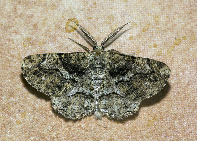 Synopsia sociaria, Geometridae